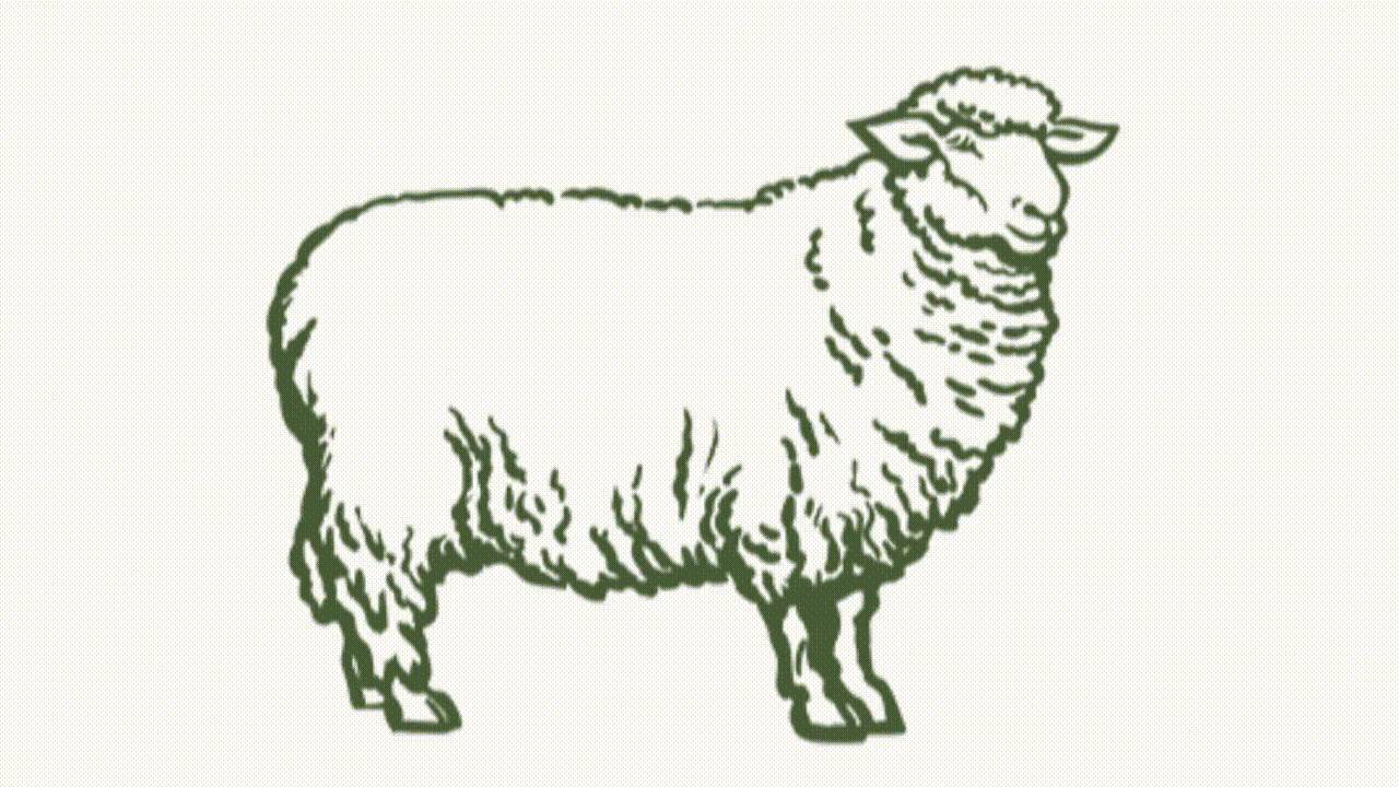 sheep